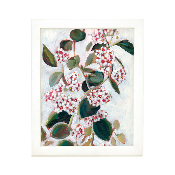 Hoya Blooms Art Print