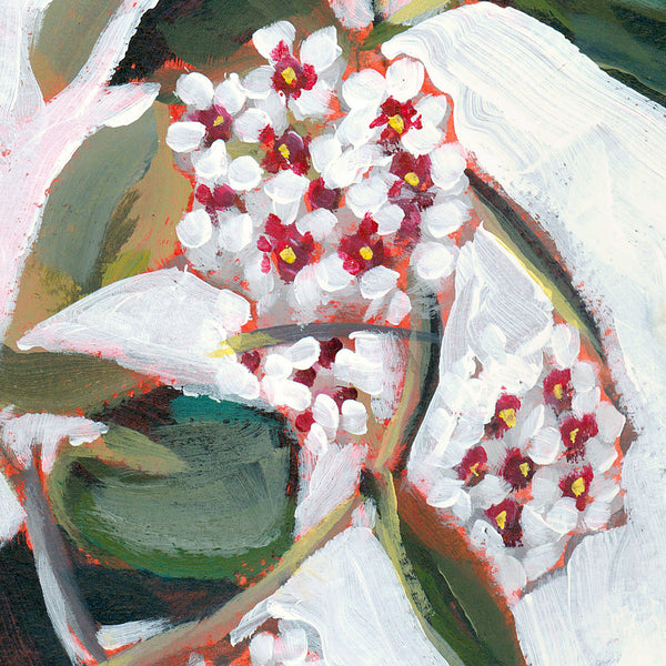 Hoya Blooms Art Print