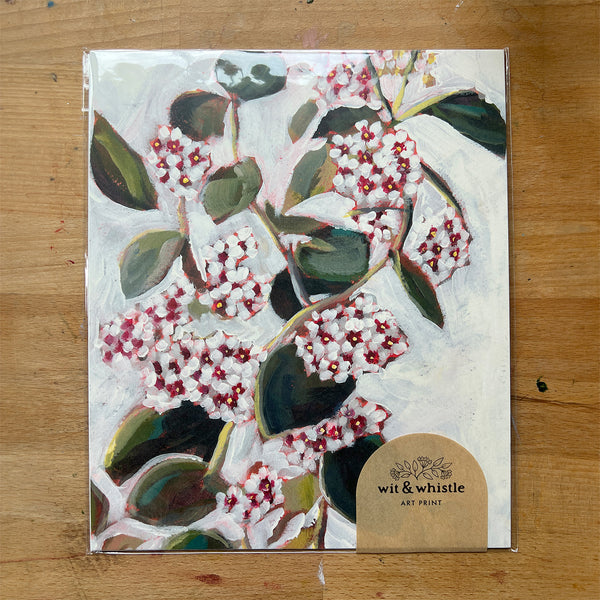 Hoya Blooms Art Print